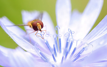 Flower, Macro, Petals, Insect, Stamens, Pollination, Pistils, Pestics HD wallpaper