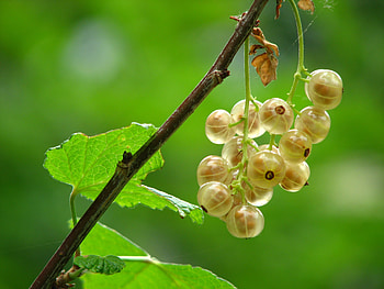 Food, Leaves, Currant, Branch, Berry HD wallpaper