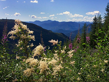 Lost and found, nature, flowers HD wallpaper