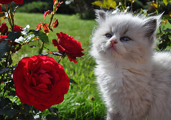 Animals, Grass, Fluffy, Rose Flower, Rose, Kitty, Kitten, Muzzle, Sight, Opinion HD wallpaper