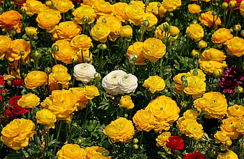 Flowers, Flower Bed, Flowerbed, Ranunculus, Ranunkulus, Multitude, Lots Of HD wallpaper