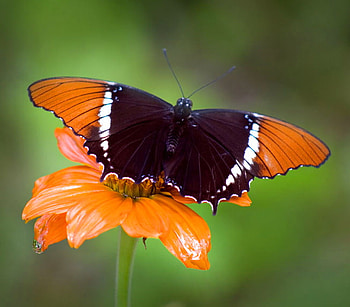 Rusty tipped page, black orange and white, butterfly, flower, florida, orange HD wallpaper