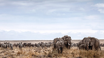 Masai Mara National Reserve, Top 10 activities, Luxury Kenya safari, Memorable experiences HD wallpaper