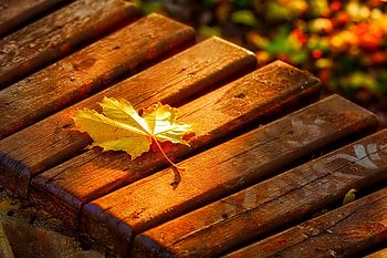 October, colorful, glow, colors, nice, reflection, shine, autumn, golden, fall, beautiful, tree, falling, leaves, mirrored, pretty, branches, nature, lovely, foliage HD wallpaper