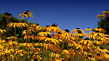 Flowers, Sky, Glade, Polyana, Rudbekia, Rudbeckia HD wallpaper