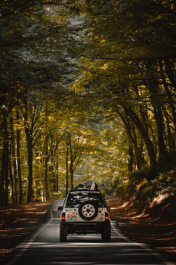 Cars, Road, Forest, Car, Suv, Machine, Journey HD phone wallpaper