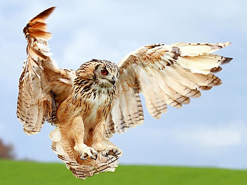 The owl, , extant bird of prey, bird HD wallpaper