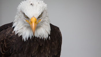 Bald Eagle, animal, Bald, Eagle, bird HD wallpaper