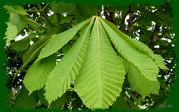 Joshua's Chesnut Tree, leaf, , green chesnut, washington HD wallpaper