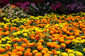 Garden, Colorful, Orange Flower, , Colors, Flower, Yellow Flower HD wallpaper