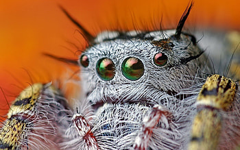 Macro, Eyes, Beautiful, Spider, Hairy HD wallpaper