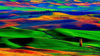 Colorful Flowers Field, colorful, scenery, field, lavender, nature, flowers HD wallpaper