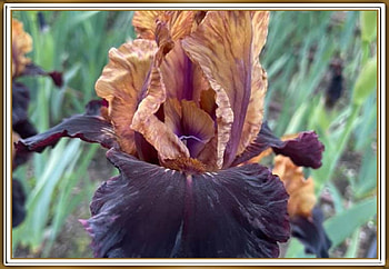 FRAMED FLOWERS, NATURE, FLOWERS, , FRAMED HD wallpaper