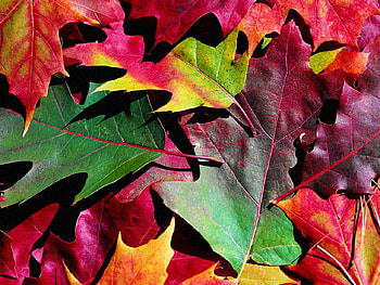 Color leaves autumn, season, color, autumn, leaf, tree HD wallpaper