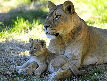 Cub w Mother, cool HD wallpaper