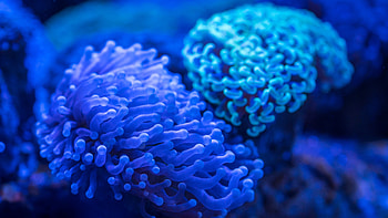 Sea Anemone, , Baltana HD wallpaper