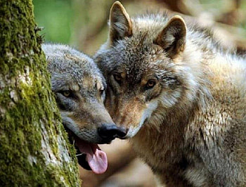 WOLVES, nature, friends, animals HD wallpaper