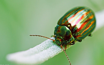 Beetle, Bug HD wallpaper