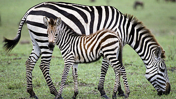 Animals, Food, Grass, Zebra, Young, Joey HD wallpaper