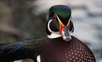 Animals, Bird, Color, Duck, Drake HD wallpaper