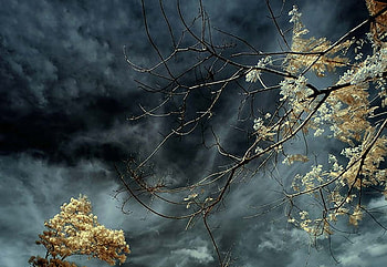 Clouds, sky, forests, nature, black HD wallpaper