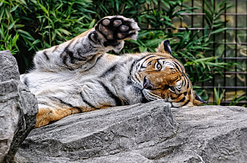Animals, Muzzle, Predator, Paw, Amur Tiger HD wallpaper