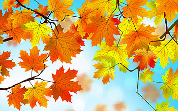 Autumn leaves, , Seasonal colors, Nature's beauty HD wallpaper