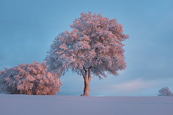 A peaceful winter scene featuring a solitary tree covered in snow against a blue sky. HD wallpaper
