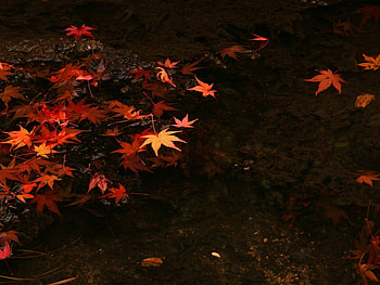 Background, Autumn, Leaves HD wallpaper