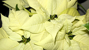 White, Poinsettia HD wallpaper