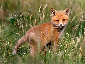 Animals, Grass, Fox, Young, Stroll, Joey HD wallpaper