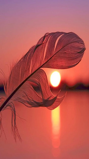 Feather, sunset HD phone wallpaper