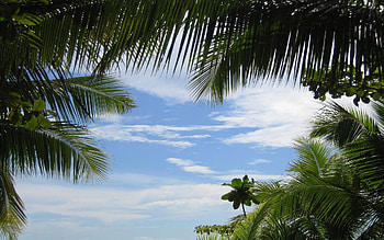 Nature, Background, Sky, Palms, Branches, Azure HD wallpaper