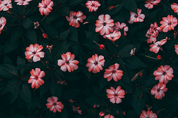 Flowers, Bush, Bloom, Flowering, Balsam, Balzamin HD wallpaper