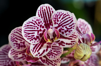 Flowers, Spotted, Close-Up, Orchids HD wallpaper