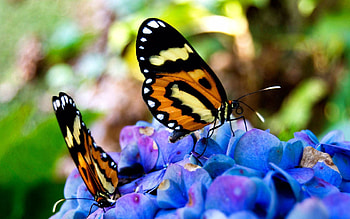 Butterflies, Flowers, Grass, Plant, Macro HD wallpaper