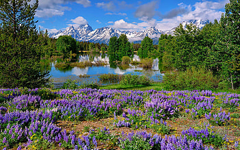 Teton Spring Lupines, blossoms, landscape, trees, clouds, sky, mountains, usa, wyoming HD wallpaper