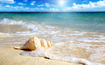 Foam, Sea Shell HD wallpaper