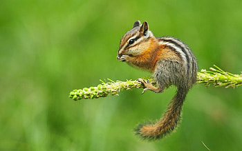 Baby chipmunk, Adorable visuals, Tiny critter, Nature's wonder HD wallpaper