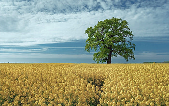 Oak in Rapeseeds, rapeseeds, spring, field, tree HD wallpaper