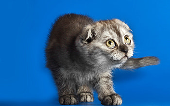 What?!, blue, kitten, grey, yellow, eyes, cat, funny HD wallpaper
