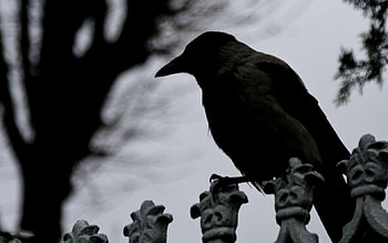 Darkness, graphy, wild animals, , wild, raven, crow, wildlife, abstract, animals, black and white, nature, wilderness HD wallpaper