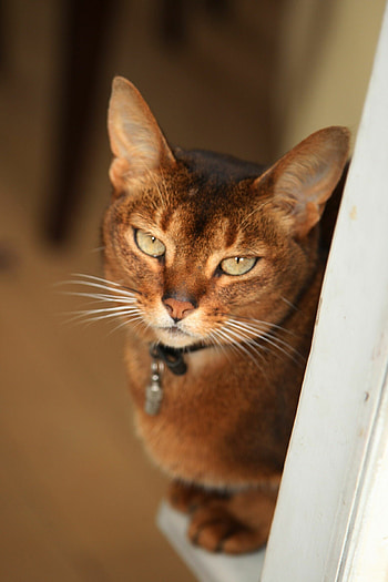 Ruddy, Abyssinian HD phone wallpaper