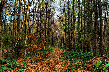 Nature, Trees, Road, Forest, Path, Foliage HD wallpaper