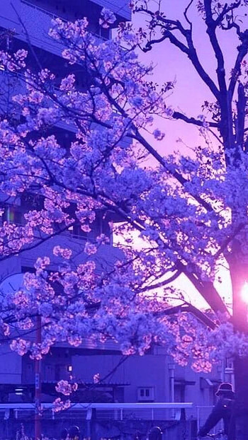 Purple Aesthetic, Purple Flowers Tree HD phone wallpaper
