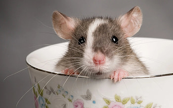 Cute mouse , Adorable mouse, Top , Backgrounds HD wallpaper