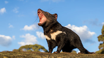 Tasmanian Devil reintroduction, Mainland Australia's Devil population, Ancient Tasmanian species, Wildlife conservation HD wallpaper
