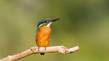 Animals, Birds HD wallpaper
