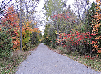 Forest Path In The Autumn, graphy, Forest, Path, Nature, Autumn HD wallpaper