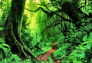 Enchanted Forest F, scenery, wide screen, graphy, landscape, beautiful, nature, , forest HD wallpaper
